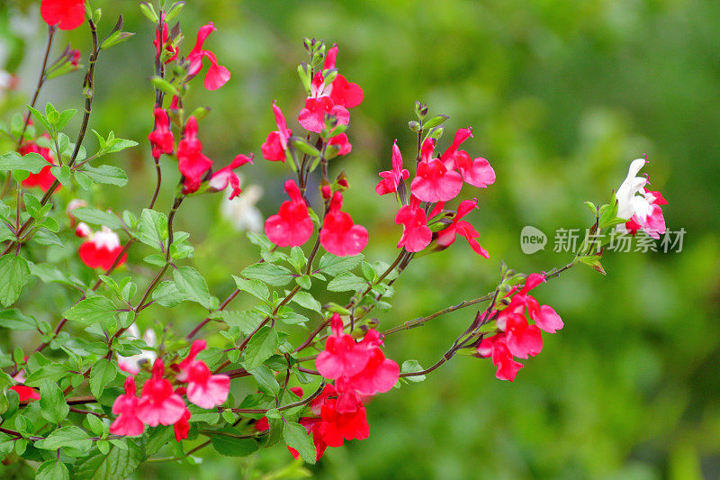 小叶鼠尾草/鼠尾草双色花，白色和红色